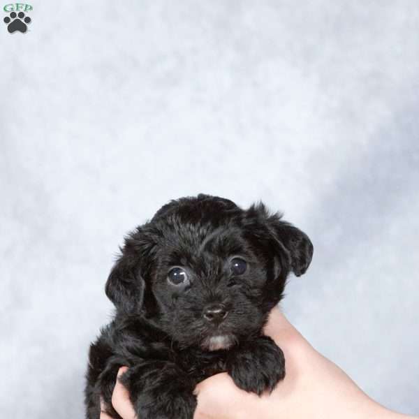 Donald, Yorkie Poo Puppy